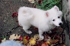 Jersey is the male, 15-year-old Alpha dog. Here, he's 2 months old playing outside in the fallen leaves of Upstate New York's autumn months. CLICK to see Jersey's Photo Album!