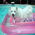 Jersey enjoying the backyard swimming pool aboard his pink float.