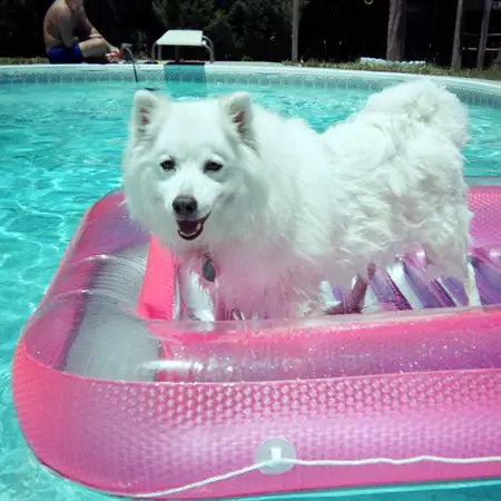 Jersey enjoying hanging out in the pool in Pensacola.