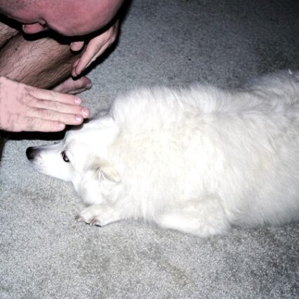 Here Jim is using hand signals to encourage Jersey to keep his head down and chin on the ground.