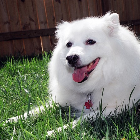 Jersey lounging in the backyard.