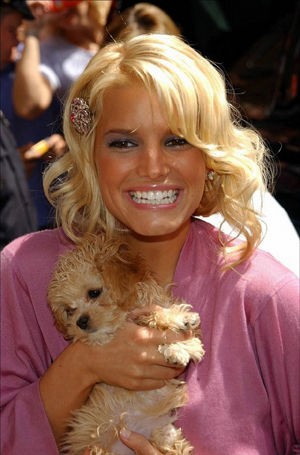 jessica-simpson-dog-daisy.jpg