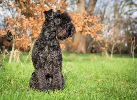 The Kerry Blue Terrier is one of the top 19 Hypoallergenic dog breeds. 