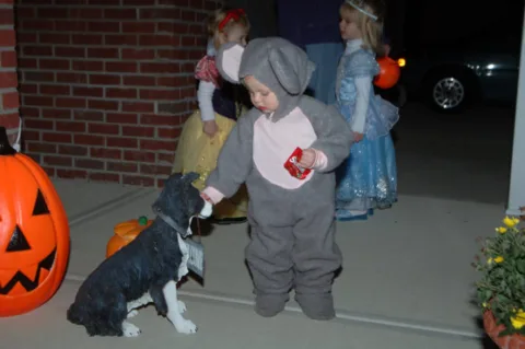 You have to watch closely... because kids could unknowingly give your dog a piece of candy that is dangerous for dogs!