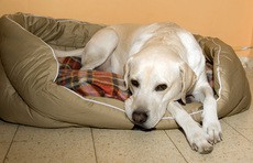 labrador-retriever-dog-bed-by-heyjude.jpg