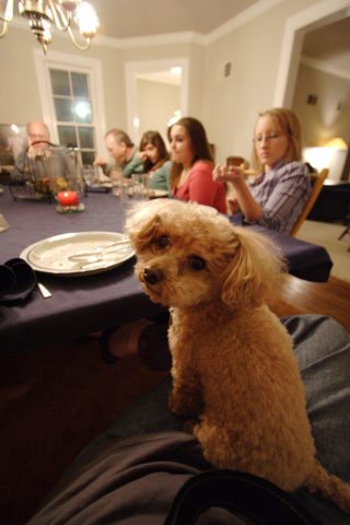 dog thanksgiving dinner at the table