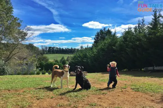 See Our DIY Overhead Dog Tie-Out & Dog Trolley Run For 1 Or More Dogs ...