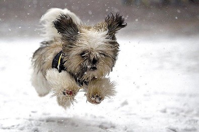 leaping-snow-puppy.jpg