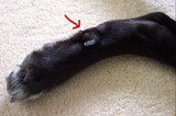 Tenor's left rear paw - notice the dew claw.
