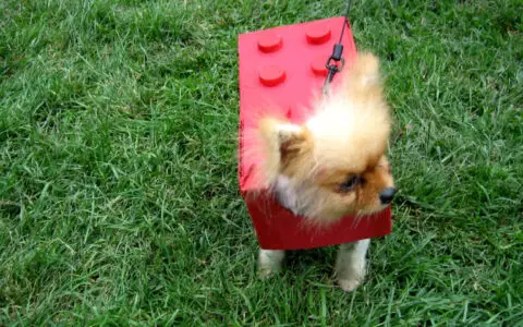 lego-dog-costume