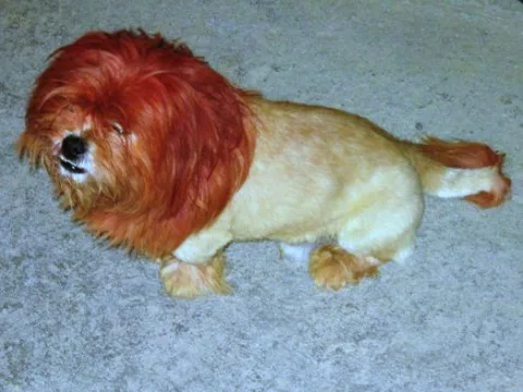 Dog fur dyed to look like a lion. 