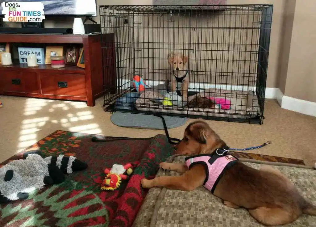 Solo playtime is important when raising two puppies from the same litter.