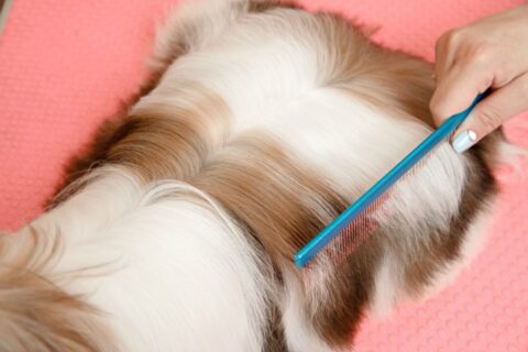 Using a fine tooth comb to do one last check for mats in Shih Tzu hair