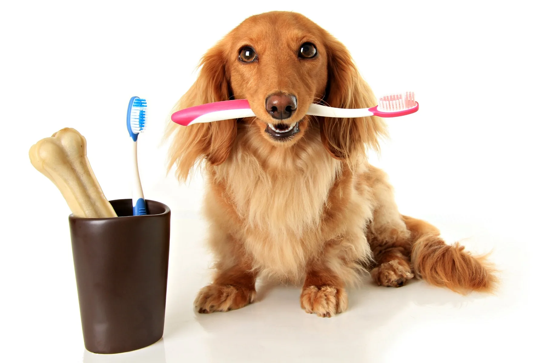 Each of the long lasting dog chews listed above effectively serves as a toothbrush for your dog!