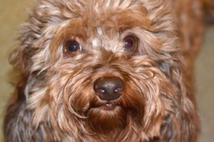 longhaired dachshund - curly coat dachshund