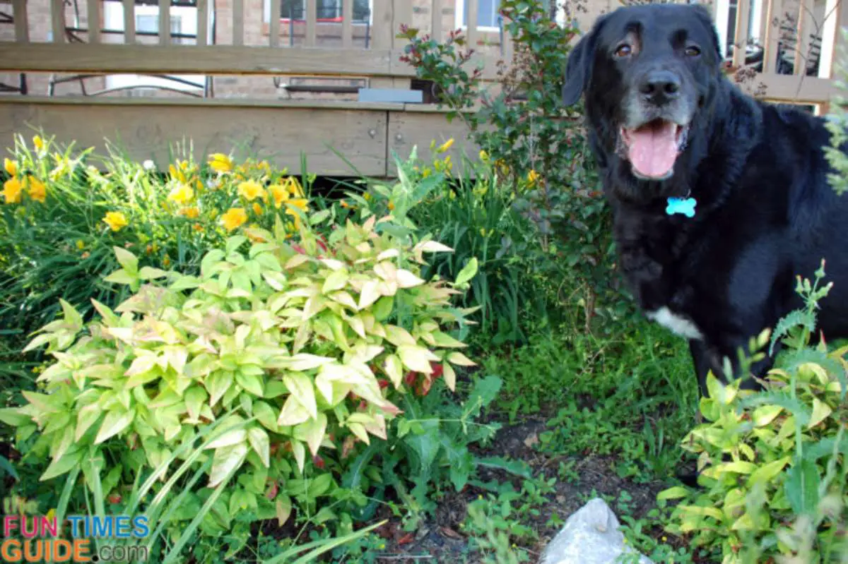 My dog seems excited to show me... "Look, the baby bunnies are still here!" 