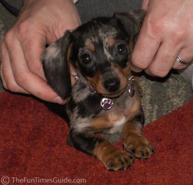A miniature dachshund wearing doggie bling. photo by Lynnette at TheFunTimesGuide.com