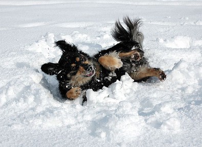 making-a-dog-snow-angel.jpg