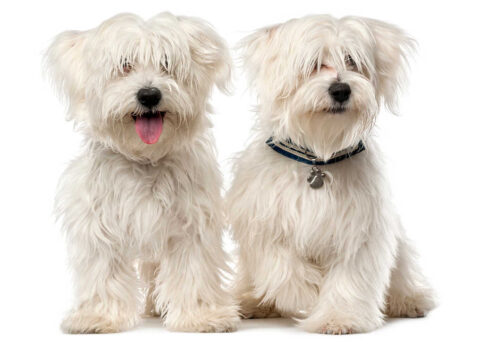 The Maltese is one of the top 19 Hypoallergenic dog breeds for people with pet allergies.
