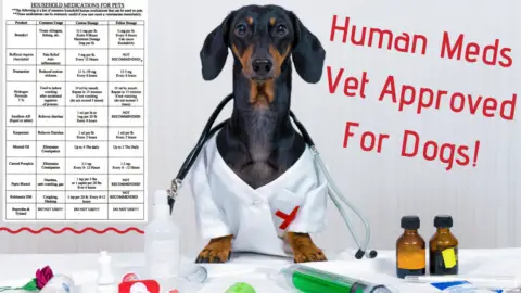 Vet Meds Approved For Dogs