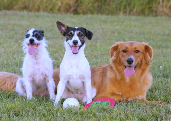 Mixed Breed Names