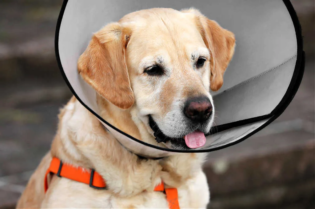 Dog Recovery Collars Prevent Licking Scratching A Wound Cone Collars vs. Alternative Collars For Dogs First Time Dog Owners Guide