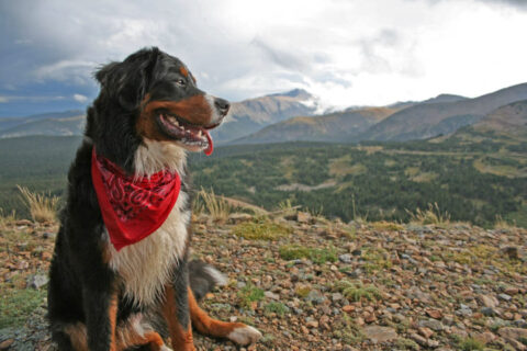 Mountain dog wearing a red bandanna. photo by 4Neus on Flickr
