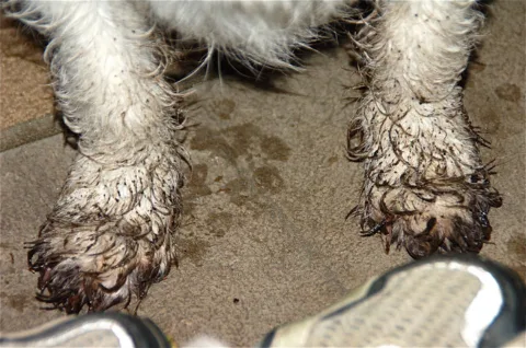 muddy-paws