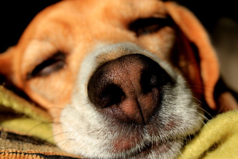 My Dog Died At Home, What Should I Do? First Time Dog Owners Guide