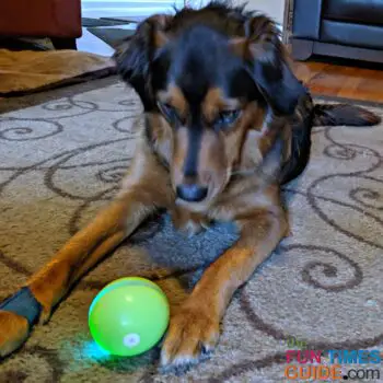 My dog Harley enjoys playing with the Wicked Ball the most.