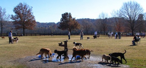 nashville-dog-park-by-SeeMidTNdotcom.jpg