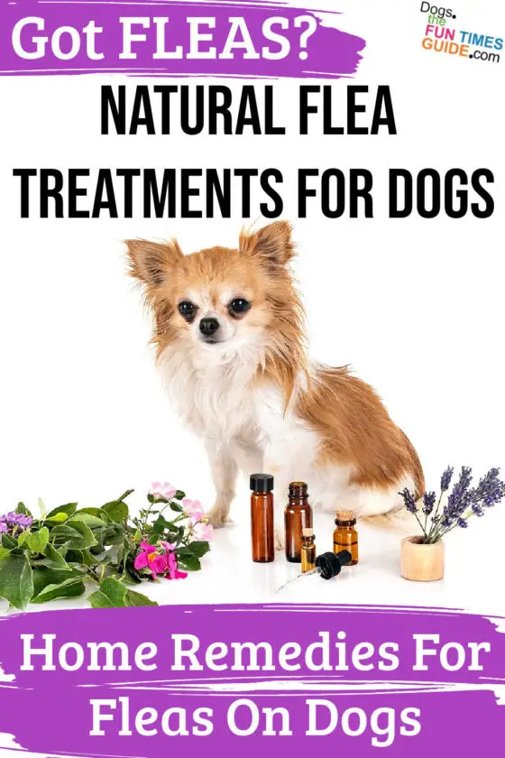 Natural Flea Treatments For Dogs - Home Remedies For Fleas | The First ...
