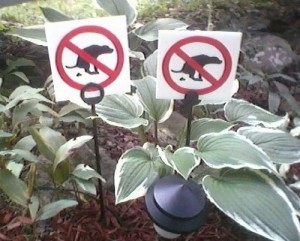 no-dog-poop-temporary-yard-signs