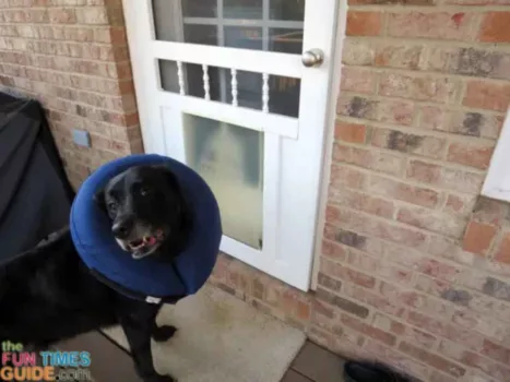 no-doggie-door-with-inflatable-dog-collar-on