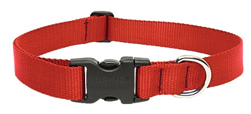 nylon-dog-collar-with-plastic-buckle