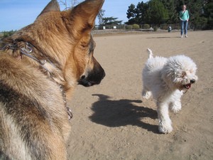 off-leash-dog-park-by-d_and_e.jpg
