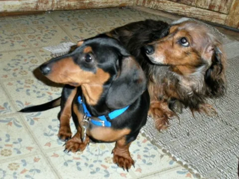 dachshund puppy and senior dachshund