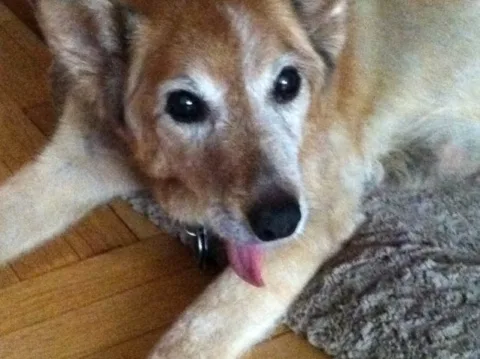 old-dog-no-teeth