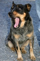 old-dog-yawning-teeth.jpg