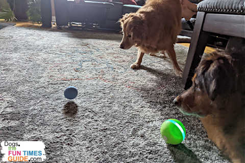 Both of my dogs are captivated by the new Wicked Ball dog toy. (It's the blue one that is bouncing on its own!)
