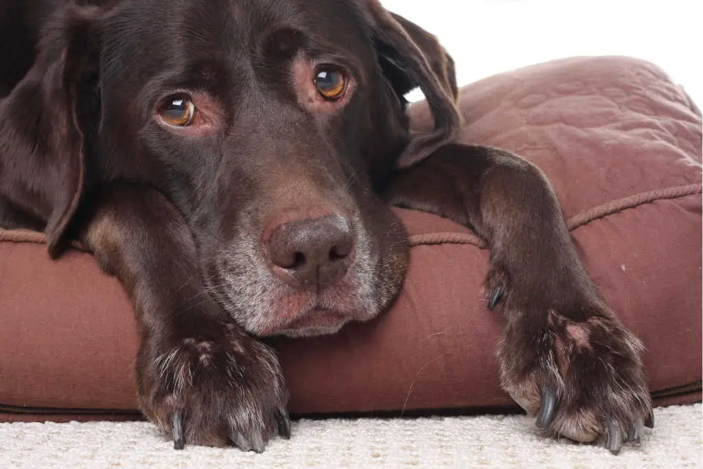 Have an older dog? Here are the top 8 senior dog health issues you need to be prepared for!