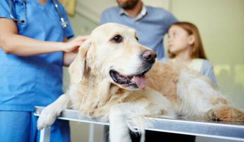Financial Help For Sick Dogs: Brown Dog Foundation & Other Organizations That Help With Vet Bills (By State)