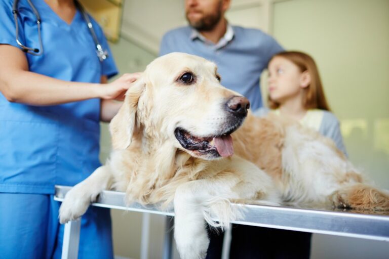 Need Help With Emergency Vet Bills? These Are The Best Organizations That Can Help Pay Vet Bills