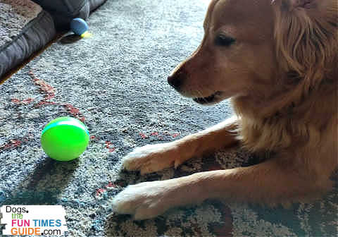 Here, my dog is deciding which dog ball to play with -- the "original" Wicked Ball for dogs (left) and the "new" Wicked Ball SE (right).