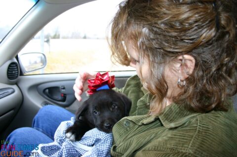 We picked Tenor out of the litter (or rather he picked us), and we took him home right after Christmas... so he was like our Christmas puppy.