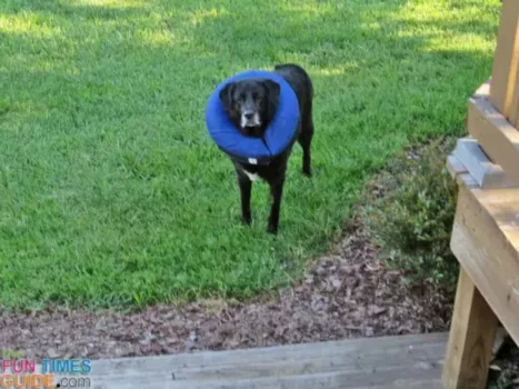outside-with-inflatable-dog-collar-on