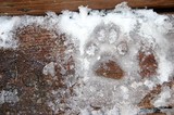 Our dog's paw print in the snow & ice on the back step.