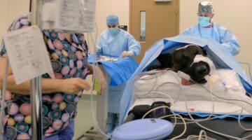 pet insurance - dog surgery