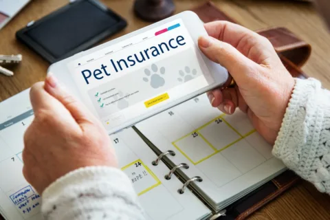 Pet insurance is another form of financial help for sick dogs and injured dogs.