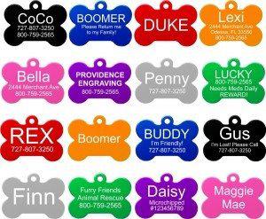 do dogs need name tags